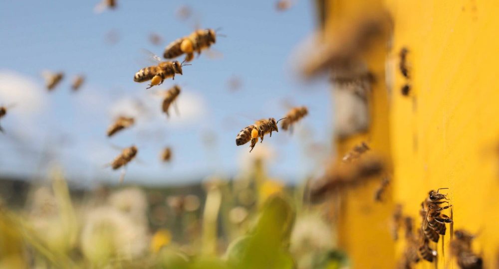 Honey_Bees