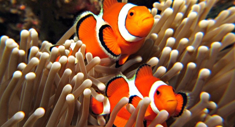 clownfish-nemo-wallpaper-3